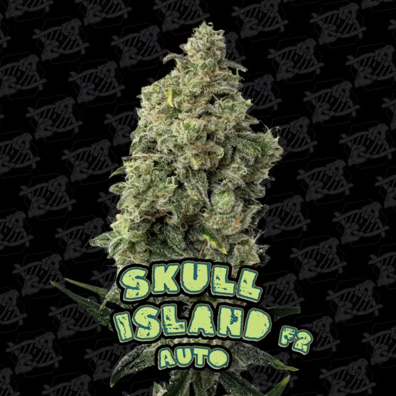 Skull Island Auto Tester Cannabis Seeds by Dirty Bird Genetics