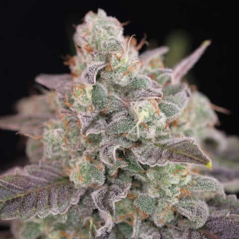Sparkleface F3 Cannabis Seeds by Twenty20 Mendocino