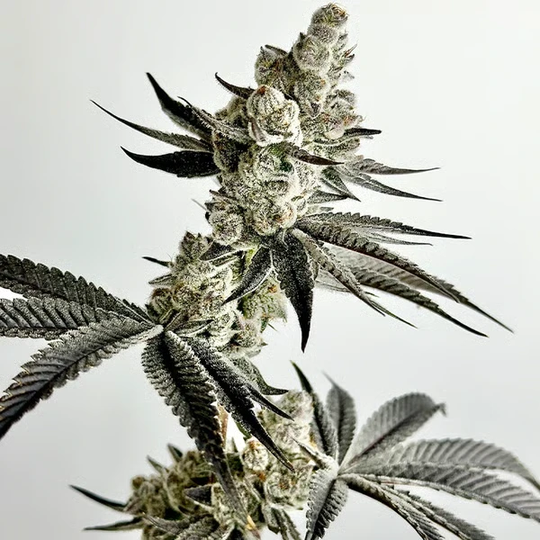 Stinky Twinky Cannabis Seeds by Exotic Genetix