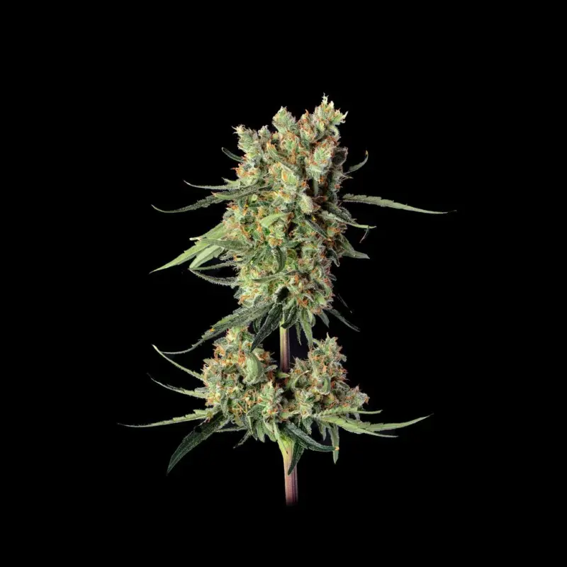 Super Lemon Haze Cannabis Seeds by North Atlantic Seed BWL