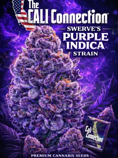 Swerve's Purple Indica S1 Cannabis Seeds by Cali Connection