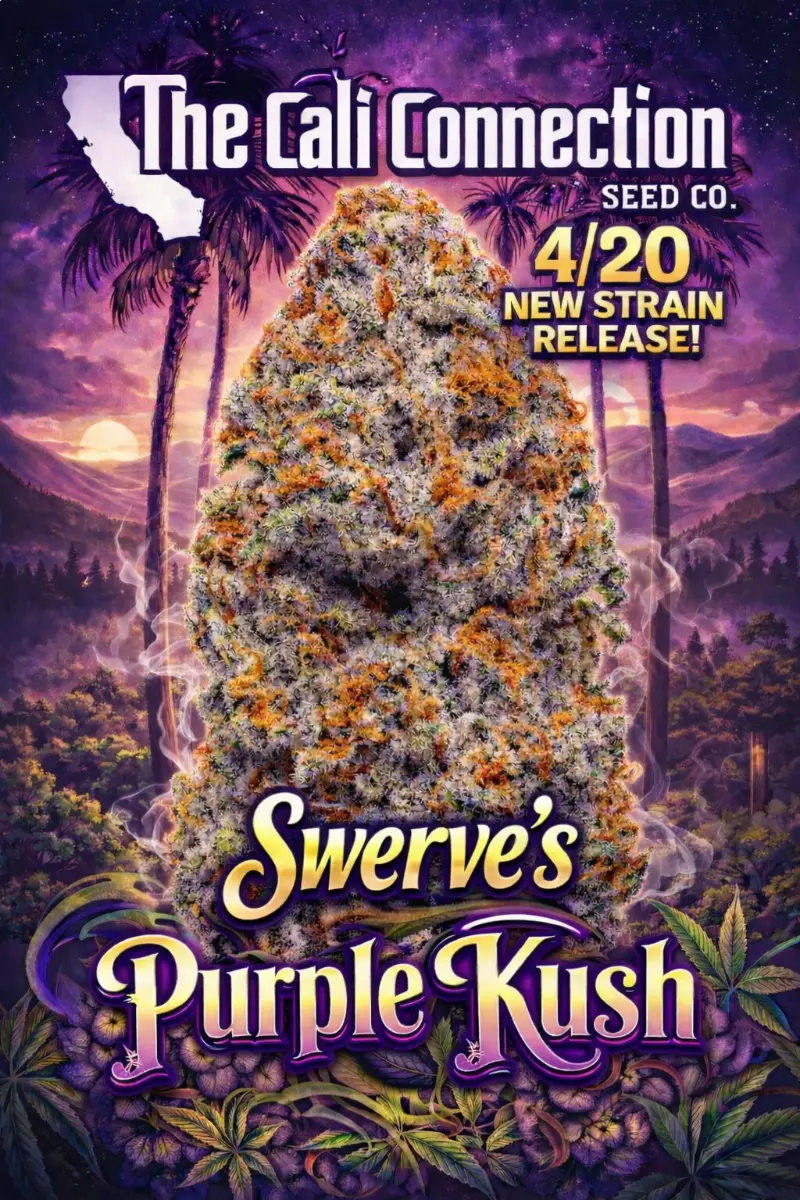 Swerve's Purple Kush S1 Cannabis Seeds by The Cali Connection