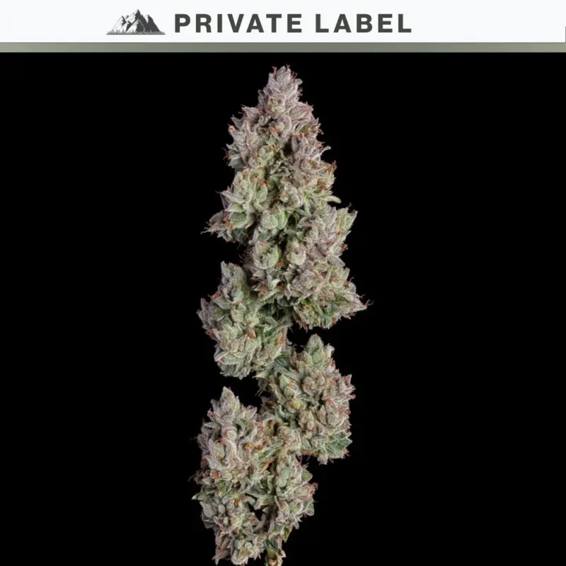 Thai Lime Auto Cannabis Seeds by NASC Private Label