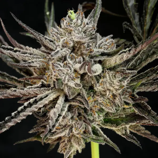 The Cheese Auto Cannabis Seeds by Twenty20 Mendocino
