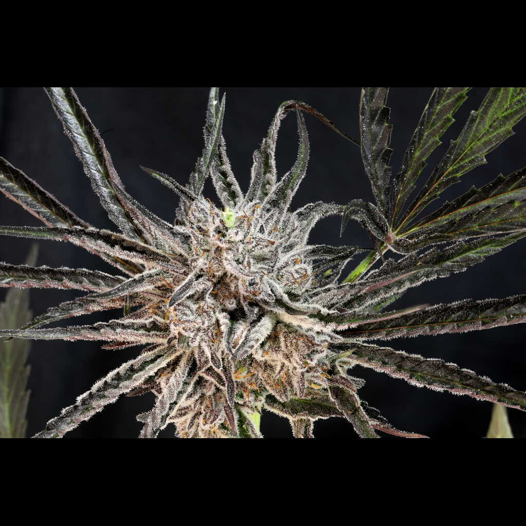 The Cheese Auto Cannabis Seeds by Twenty20 Mendocino