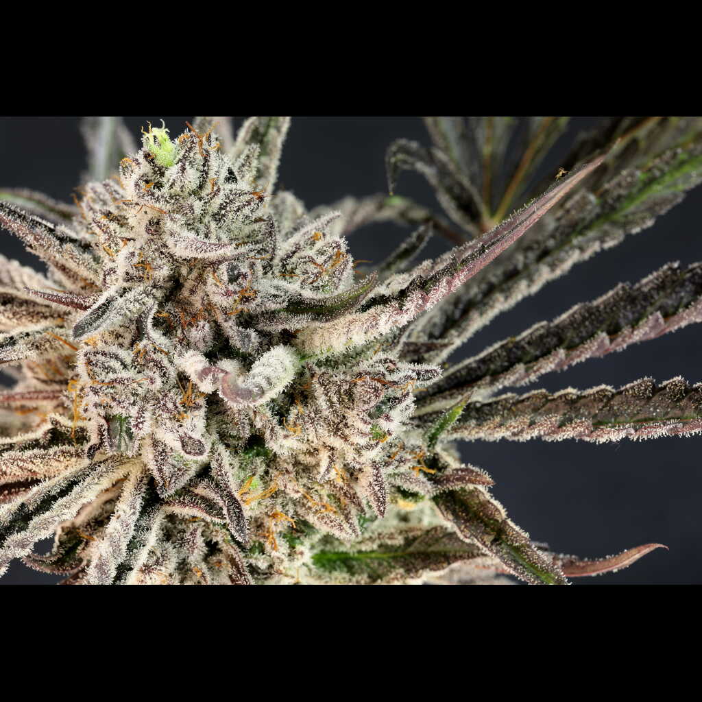 The Cheese Auto Cannabis Seeds by Twenty20 Mendocino