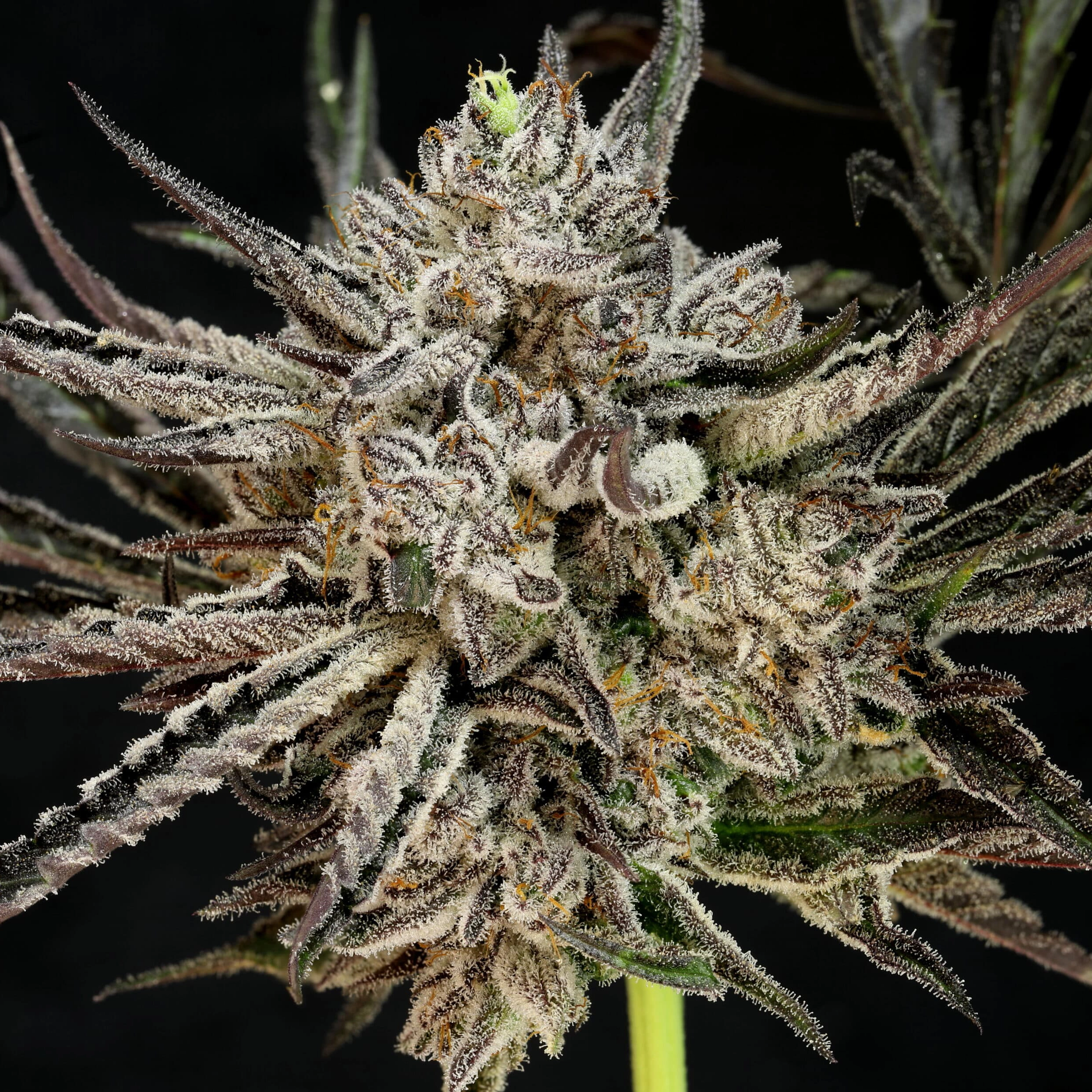 The Cheese Auto Cannabis Seeds by Twenty20 Mendocino
