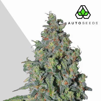 Trainwreck Auto Cannabis Seeds by Auto Seeds