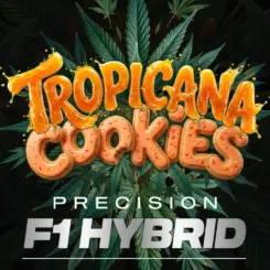 Tropicana Cookies F1 Auto Cannabis Seeds by Barney's Farm
