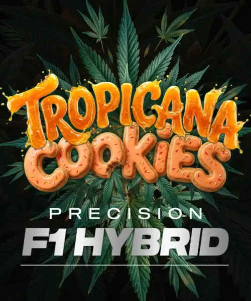 Tropicana Cookies F1 Auto Cannabis Seeds by Barney's Farm