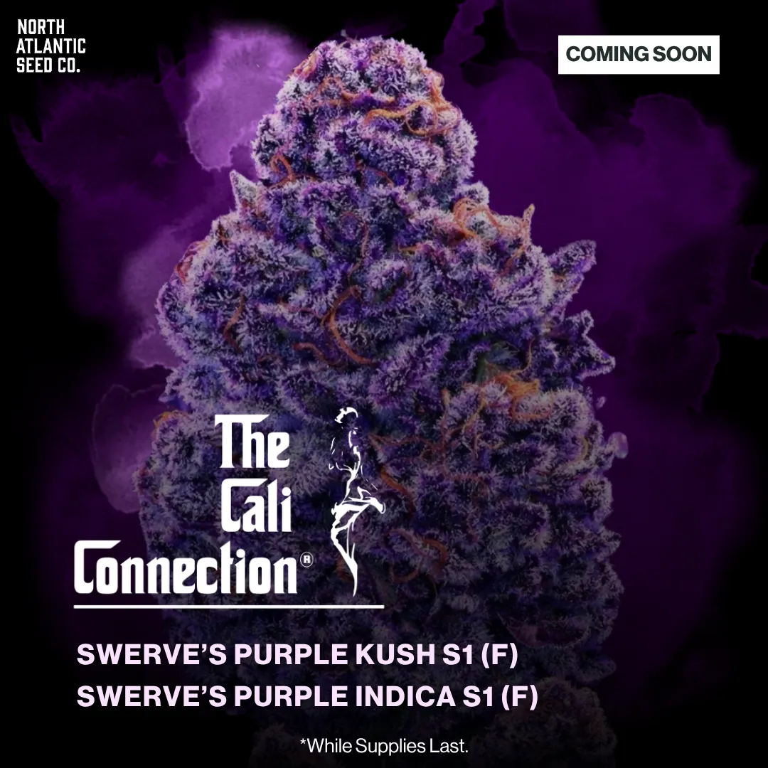 The Cali Connection