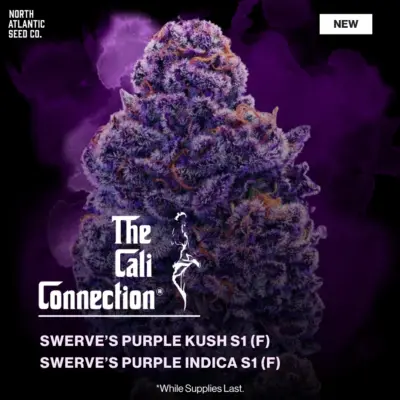 The Cali Connection