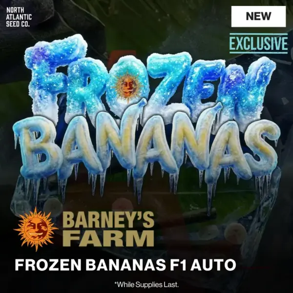 Barney's Farm Frozen Bananas F1 Auto Exclusive