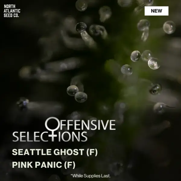 Offensive Selections
