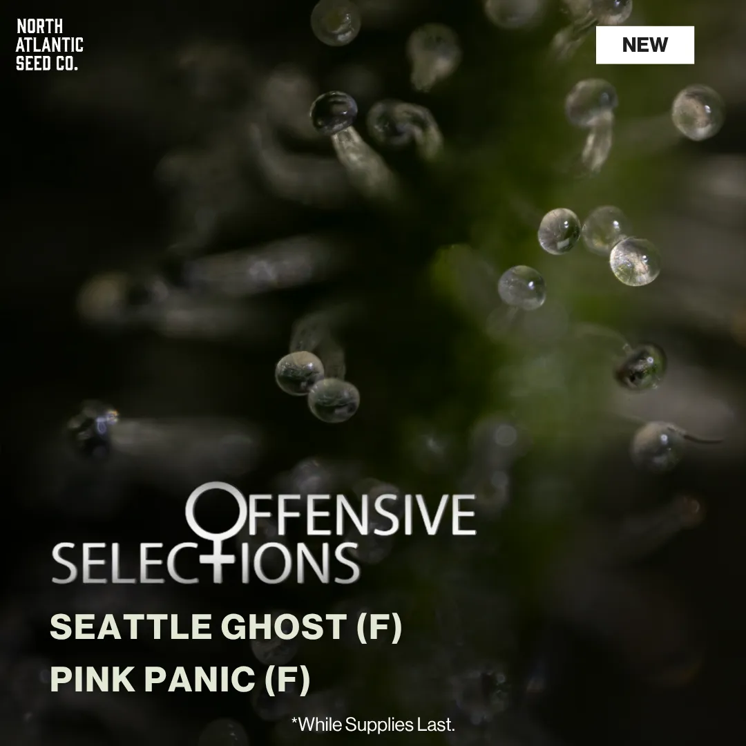 Offensive Selections