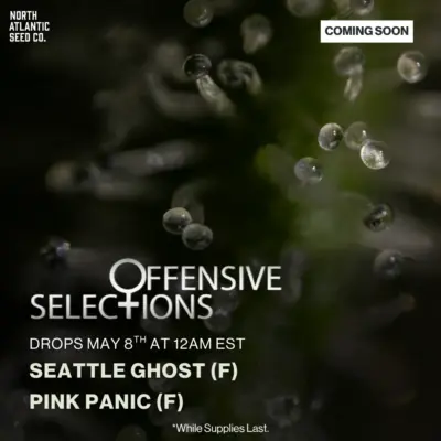 Offensive Selections