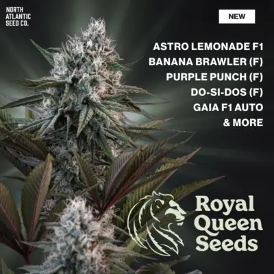 Royal Queen Seeds