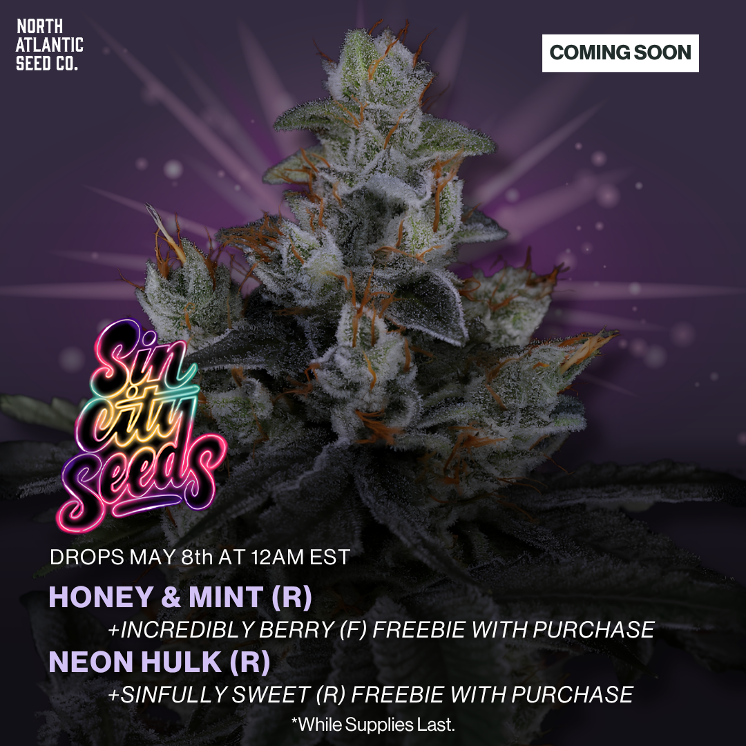 Sin City Seeds New Strains May 2026