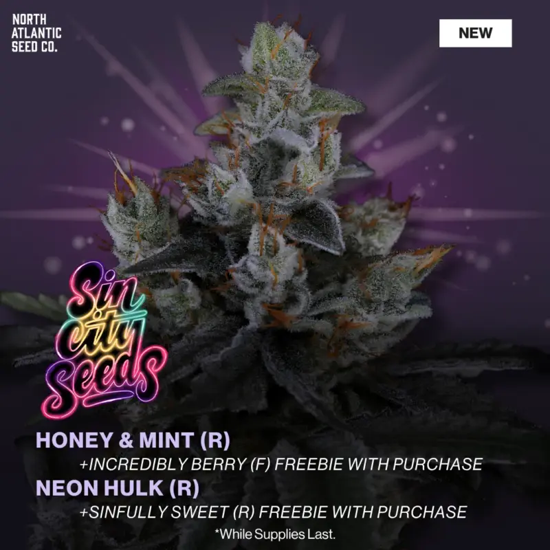 Sin City Seeds New Strains May 2026