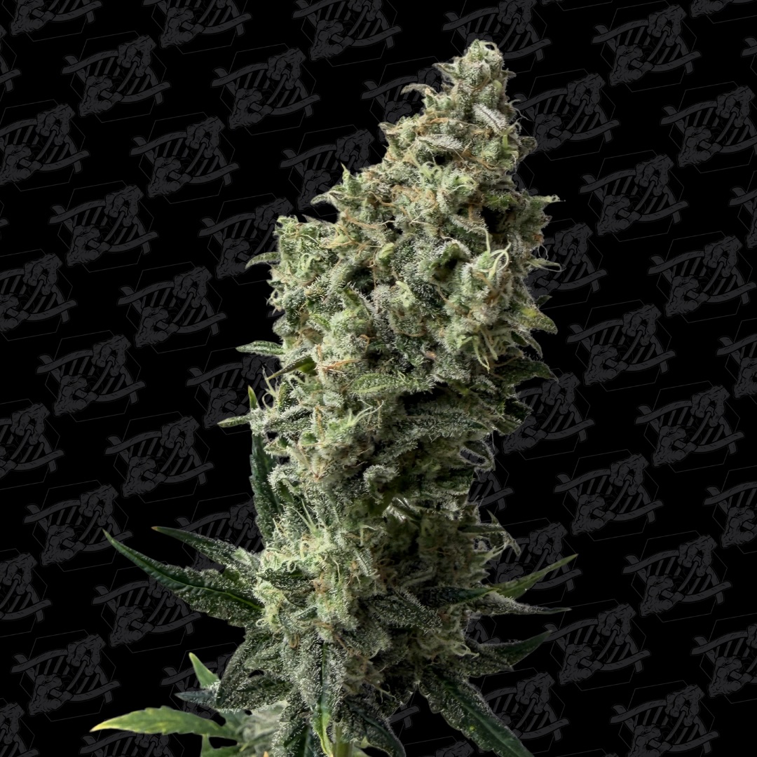 Skull Island Auto Tester Cannabis Seeds by Dirty Bird Genetics