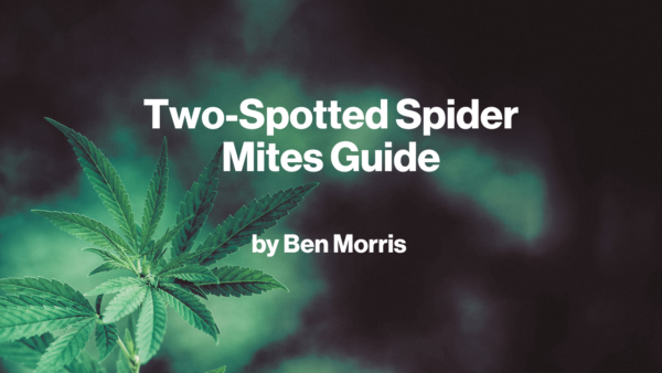 Spider mites feature img