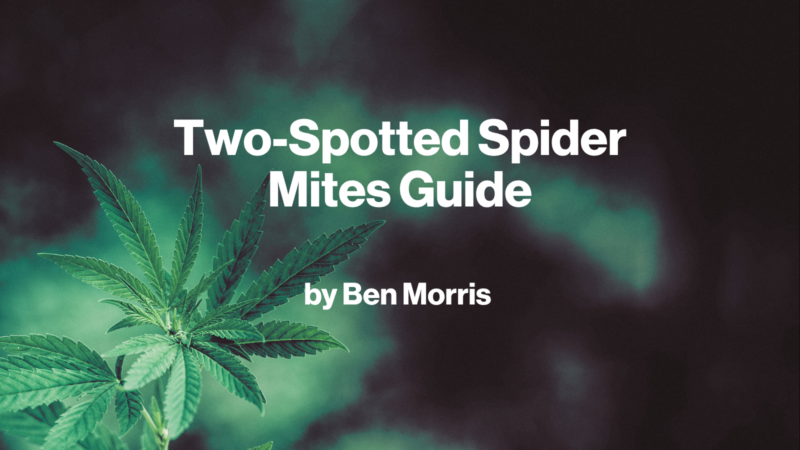 Two-Spotted Spider Mites Guide