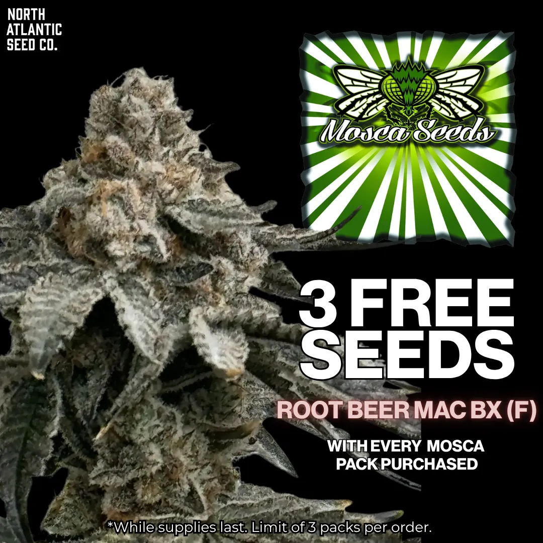 Mosca Seeds