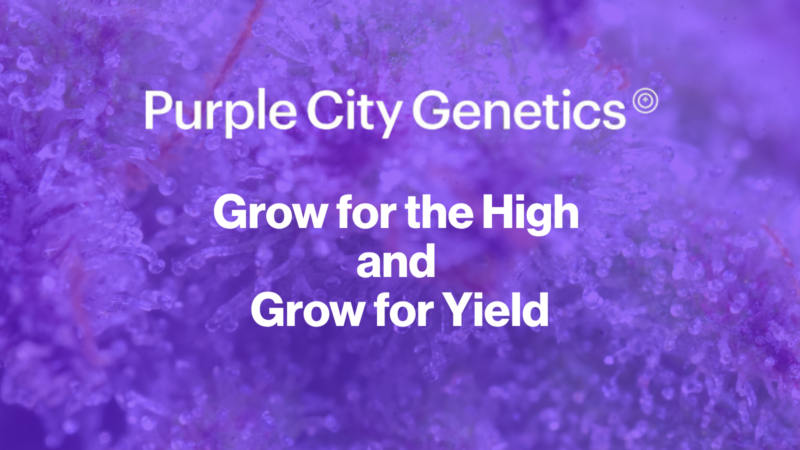 Purple City Genetics: Grow for the High and Grow for Yield
