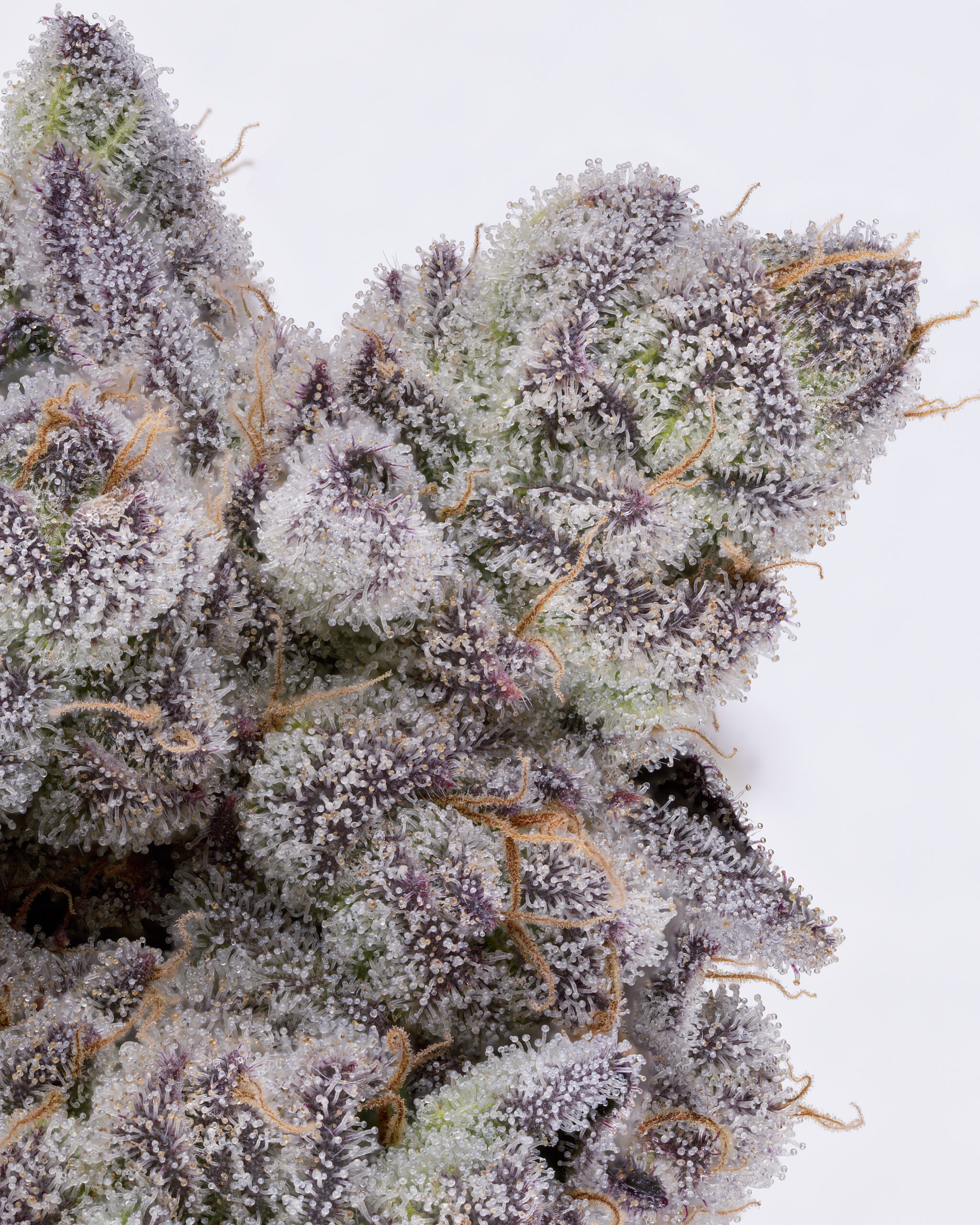 Dank Diggler Cannabis Seeds by Romulan Genetics