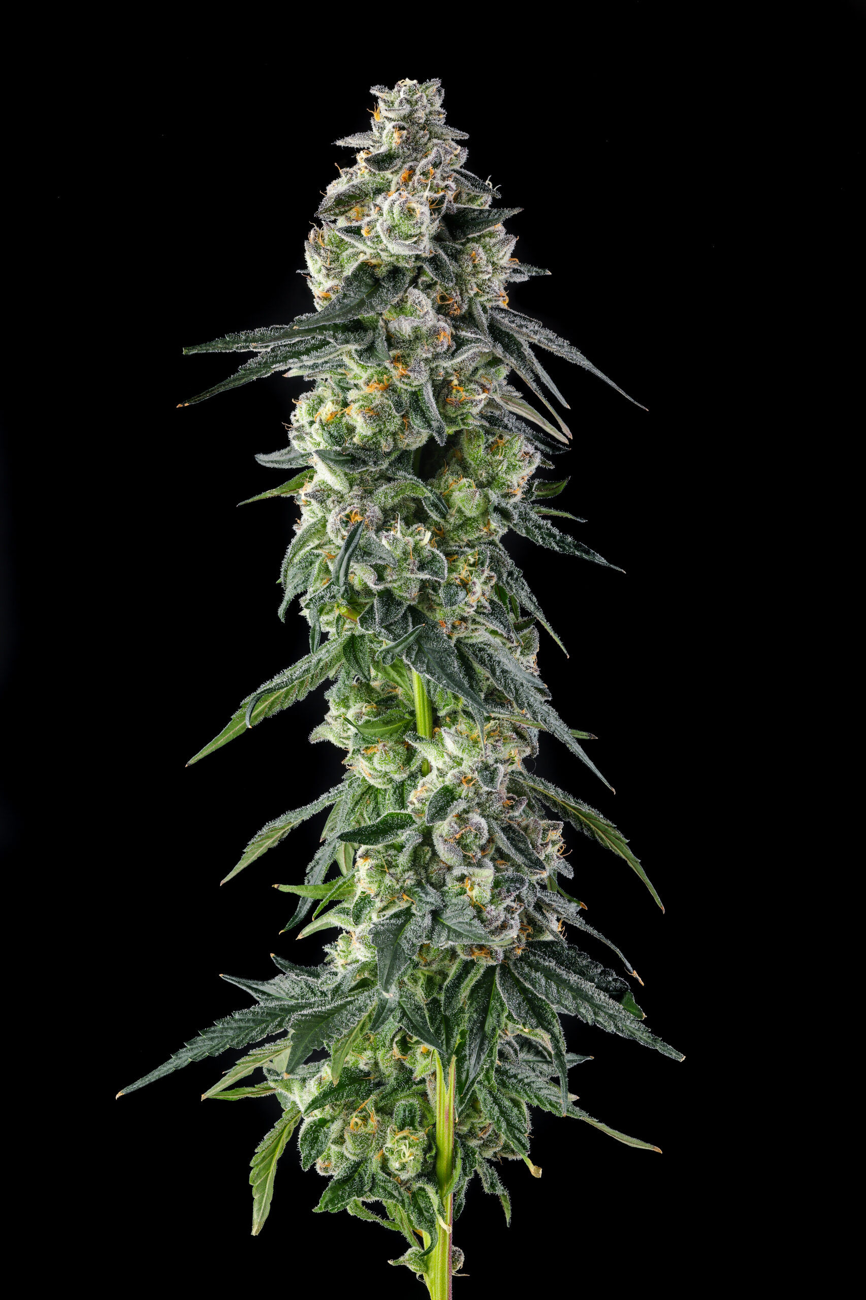 Afters Cannabis Seeds by Compound Genetics