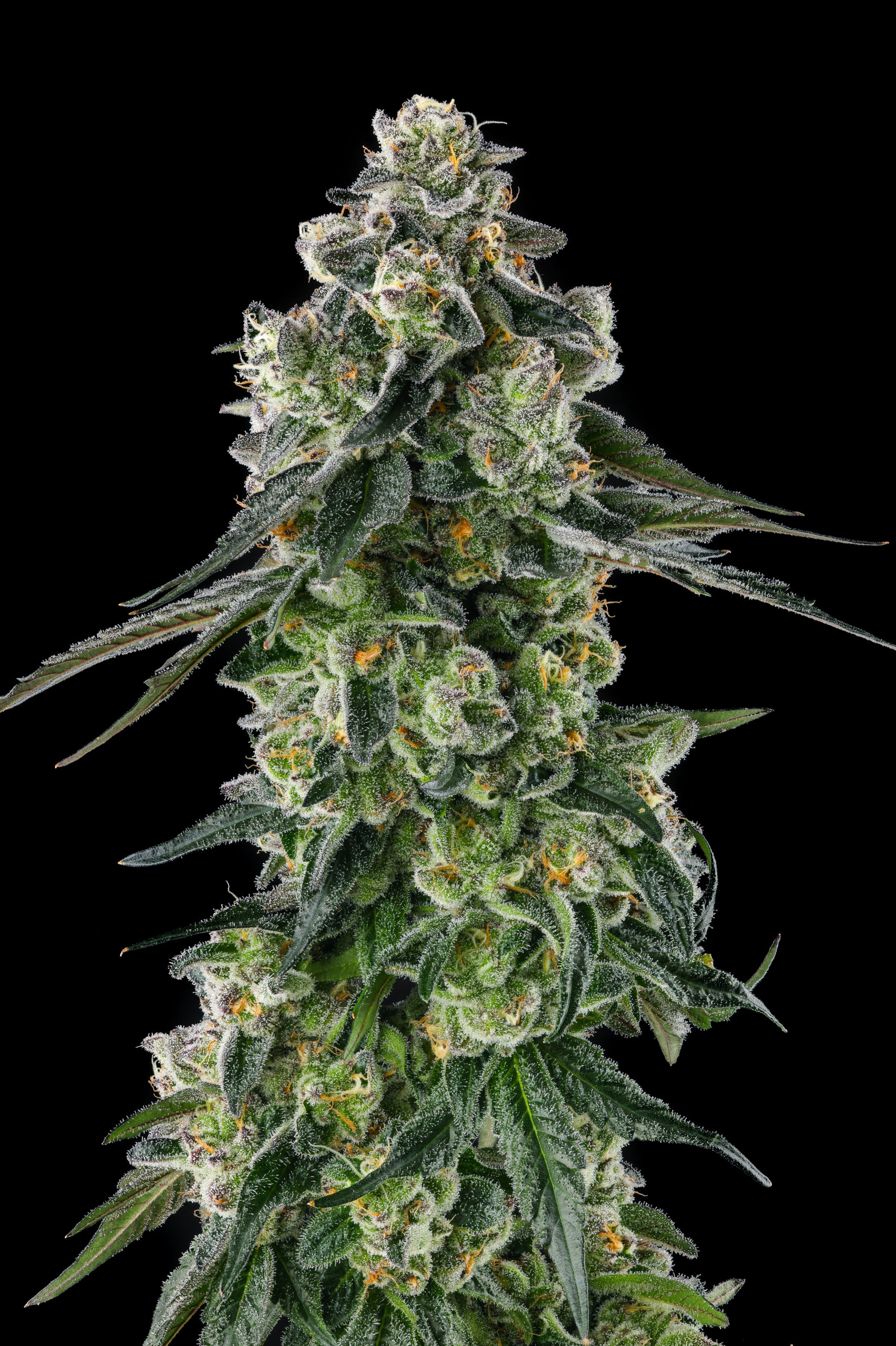Afters Cannabis Seeds by Compound Genetics