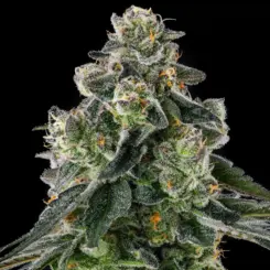 Afters Cannabis Seeds by Compound Genetics