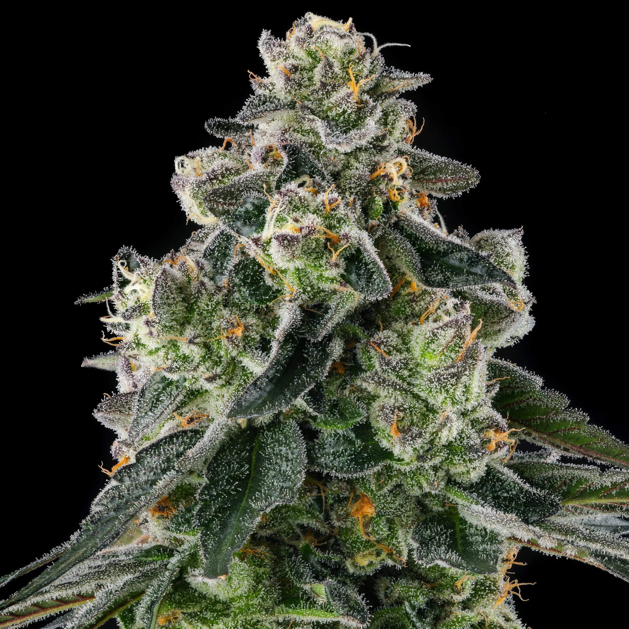 Afters Cannabis Seeds by Compound Genetics