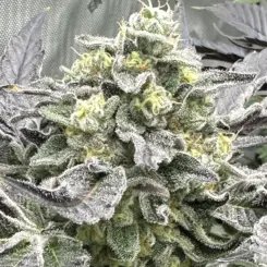 Alfredo Cannabis Seeds by Irie Genetics