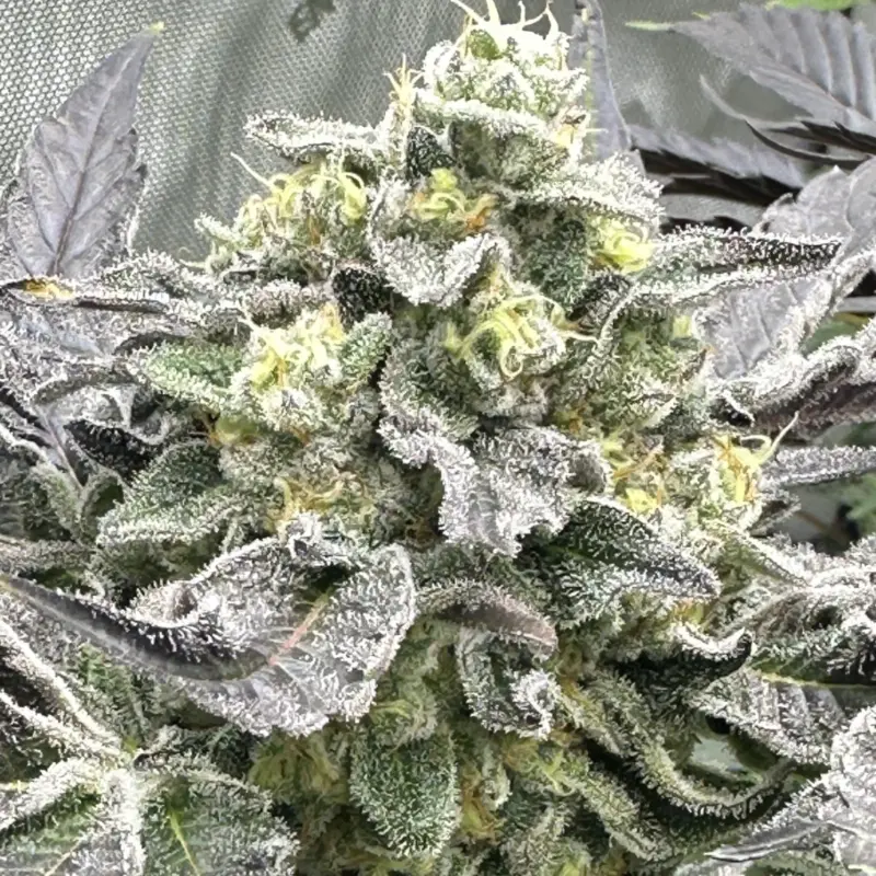 Alfredo Cannabis Seeds by Irie Genetics