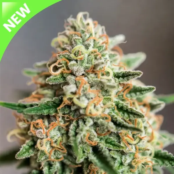 Alien Soda Auto Cannabis Seeds by Supernatural Seeds