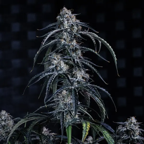 Beary Berry Punch Auto Cannabis Seeds by Mephisto Genetics