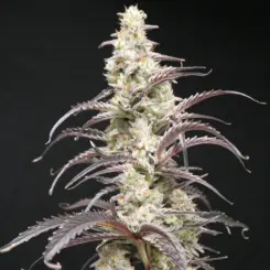 Berry Taboo Cannabis Seeds by Lovin In Her Eyes
