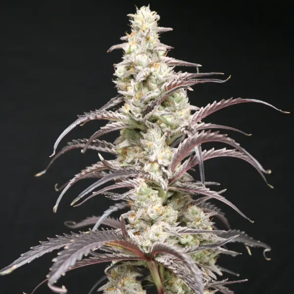 Berry Taboo Cannabis Seeds by Lovin In Her Eyes
