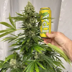 Big Mountain Fudge Cake Cannabis Seeds by Irie Genetics