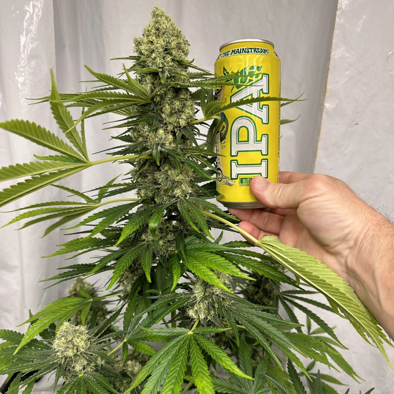 Big Mountain Fudge Cake Cannabis Seeds by Irie Genetics