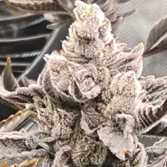 Bruddah Killo R1 Cannabis Seeds by SS High Octane Keep Seeds Legal