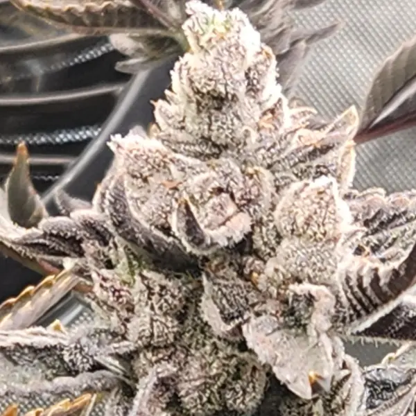 Bruddah Killo R1 Cannabis Seeds by SS High Octane Keep Seeds Legal
