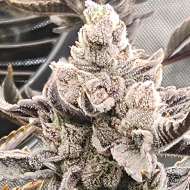 Bruddah Killo R1 Cannabis Seeds by SS High Octane Keep Seeds Legal