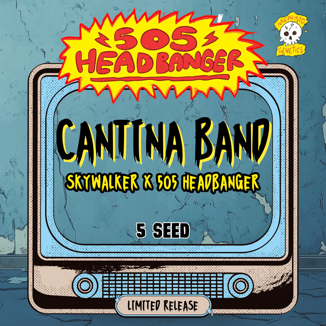 Cantina Band Auto Cannabis Seeds by Mephisto Genetics