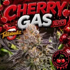 Cherry Gas Auto Cannabis Seeds by Tastebudz Genetics