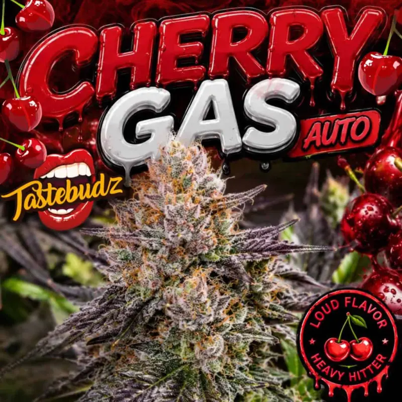 Cherry Gas Auto Cannabis Seeds by Tastebudz Genetics