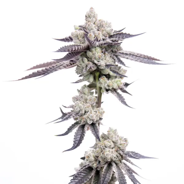 Dank Diggler Cannabis Seeds by Romulan Genetics