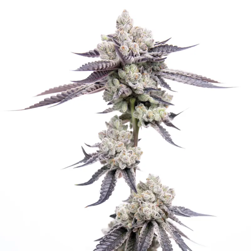 Dank Diggler Cannabis Seeds by Romulan Genetics