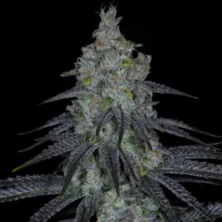 Death By Guava Cannabis Seeds by Sin City Seeds